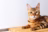 cat_right_side